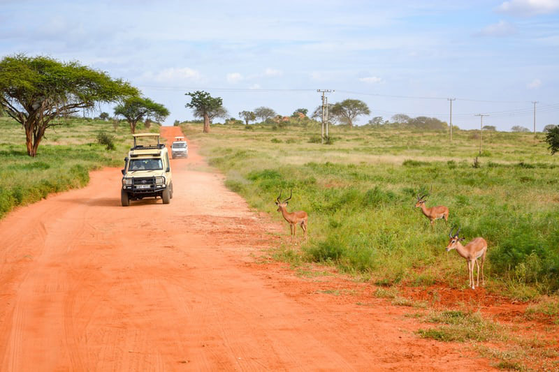 Die Tierwelt und die Wunder von Simbabwe